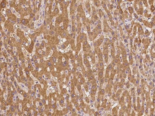 Pou6f2 Antibody in Immunohistochemistry (Paraffin) (IHC (P))
