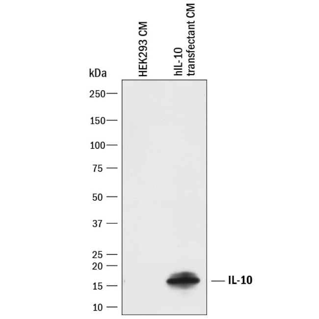 IL-10 Antibody in Western Blot (WB)