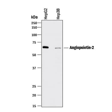Angiopoietin 2 Antibody in Western Blot (WB)