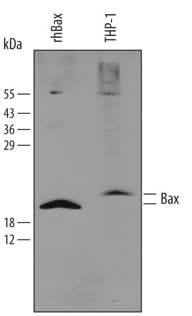 Bax Antibody in Western Blot (WB)