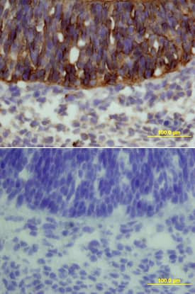 FZD3 Antibody in Immunohistochemistry (Frozen) (IHC (F))