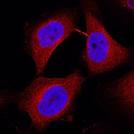 MASTL Antibody in Immunocytochemistry (ICC/IF)