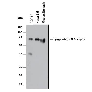 LTBR Antibody in Western Blot (WB)