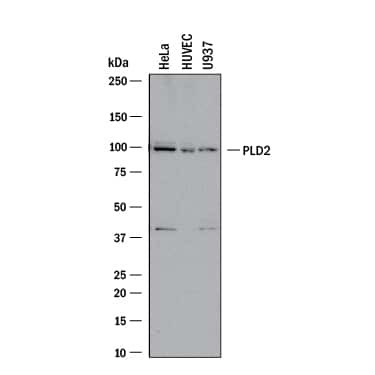 PLD2 Antibody in Western Blot (WB)