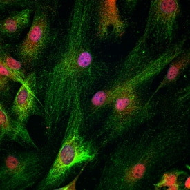 HOXD10 Antibody in Immunocytochemistry (ICC/IF)