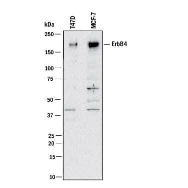 ErbB4 Antibody in Western Blot (WB)