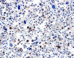BMP-8 Antibody in Immunohistochemistry (Paraffin) (IHC (P))