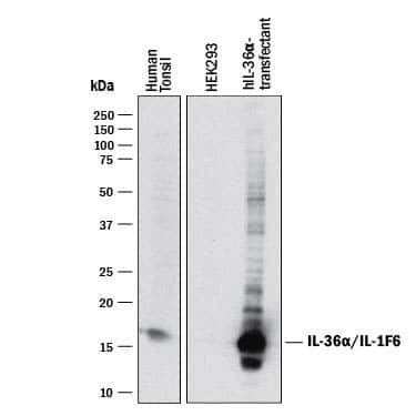IL1F6 Antibody in Western Blot (WB)