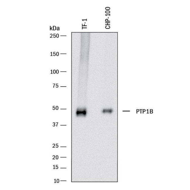 PTP1B Antibody in Western Blot (WB)