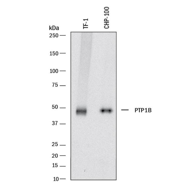 PTP1B Antibody in Western Blot (WB)