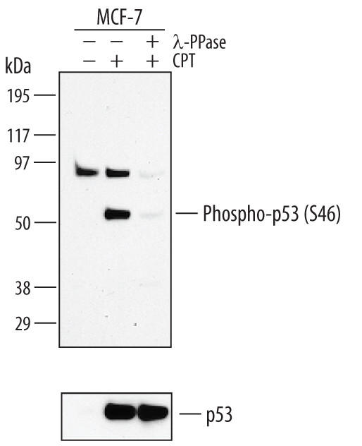 Phospho-p53 (Ser46) Antibody in Western Blot (WB)