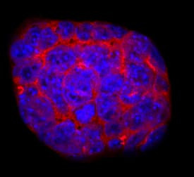 Cripto Antibody in Immunocytochemistry (ICC/IF)
