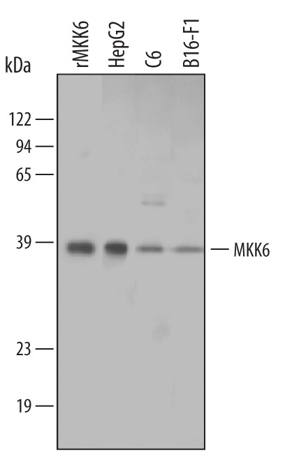 MEK6 Antibody in Western Blot (WB)