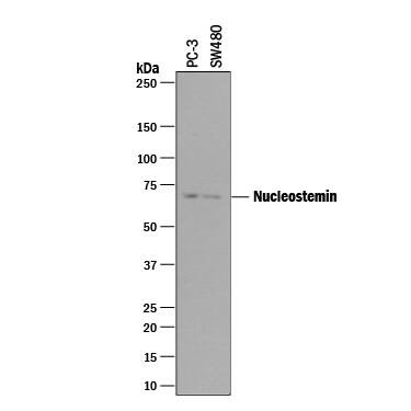 Nucleostemin Antibody in Western Blot (WB)