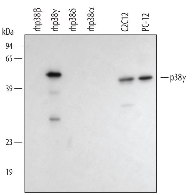 p38 MAPK gamma Antibody in Western Blot (WB)