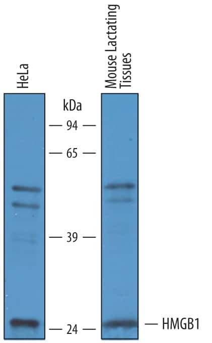 HMGB1 Antibody in Western Blot (WB)