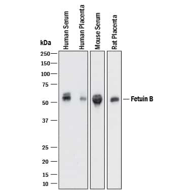 Fetuin B Antibody in Western Blot (WB)