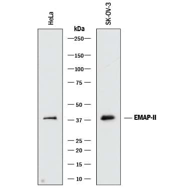 EMAP II Antibody in Western Blot (WB)