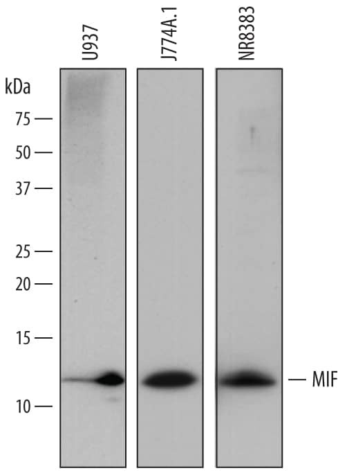 MIF Antibody in Western Blot (WB)