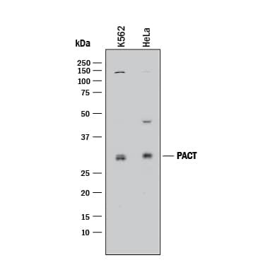 PACT Antibody in Western Blot (WB)