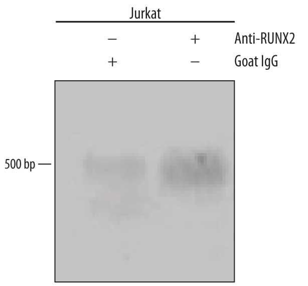RUNX2 Antibody in ChIP Assay (ChIP)