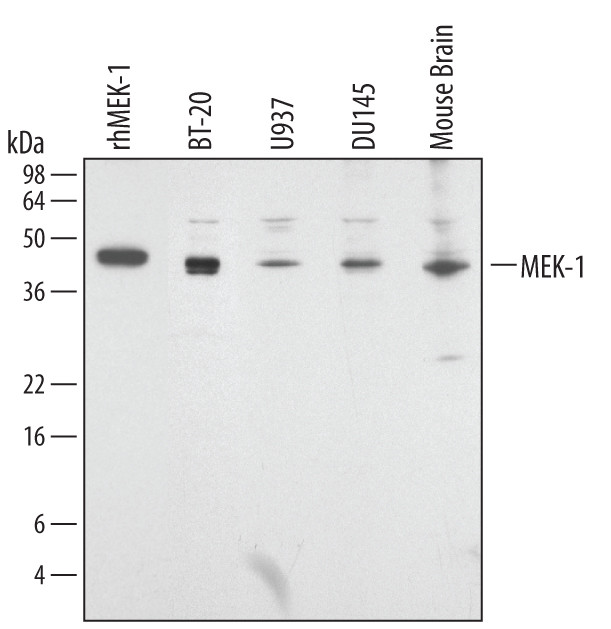 MEK1 Antibody in Western Blot (WB)