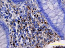 KREMEN1 Antibody in Immunohistochemistry (Paraffin) (IHC (P))