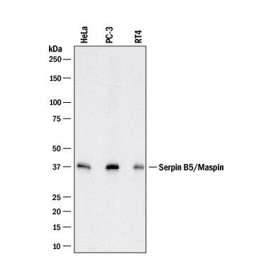 Maspin Antibody in Western Blot (WB)