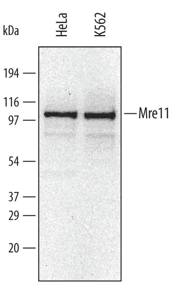 MRE11 Antibody in Western Blot (WB)