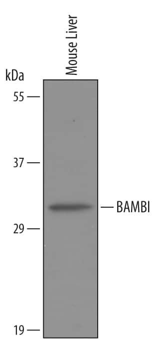 BAMBI Antibody in Western Blot (WB)