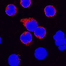 IL-4 Antibody in Immunocytochemistry (ICC/IF)