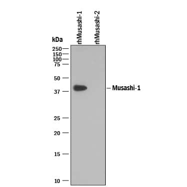 MSI1 Antibody in Western Blot (WB)