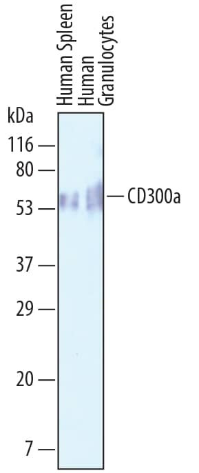 CD300a Antibody in Western Blot (WB)