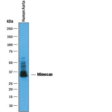 Mimecan Antibody in Western Blot (WB)