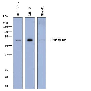 MEG2 Antibody in Western Blot (WB)