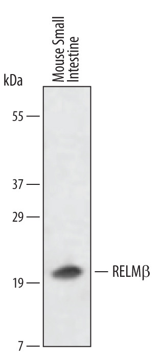 RELM beta Antibody in Western Blot (WB)