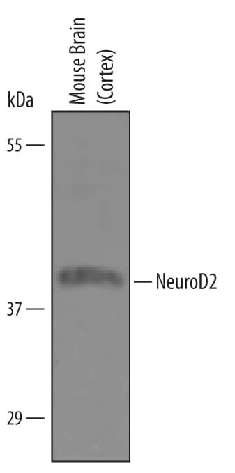 NeuroD2 Antibody in Western Blot (WB)