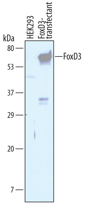 FOXD3 Antibody in Western Blot (WB)