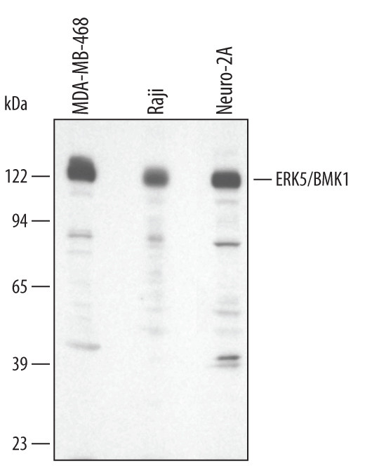 ERK5 Antibody in Western Blot (WB)