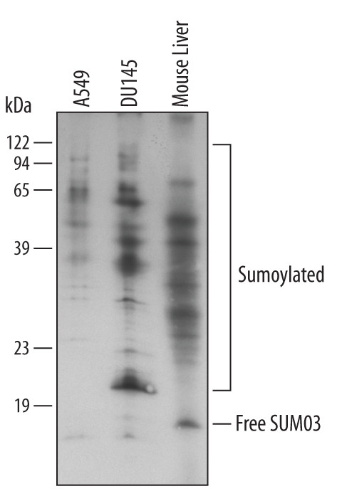 SUMO-3 Antibody in Western Blot (WB)