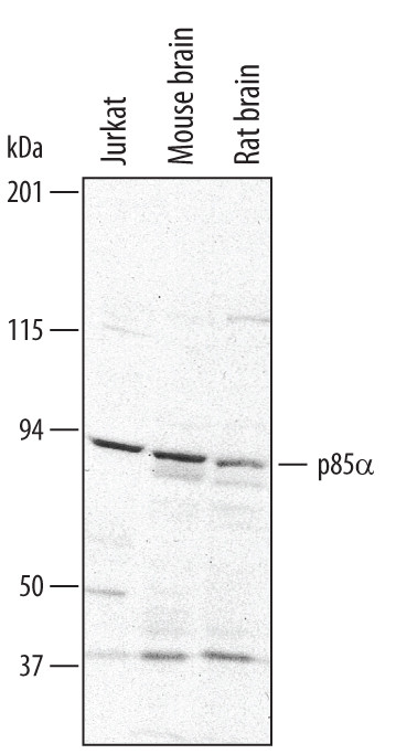 PI3K p85 alpha Antibody in Western Blot (WB)