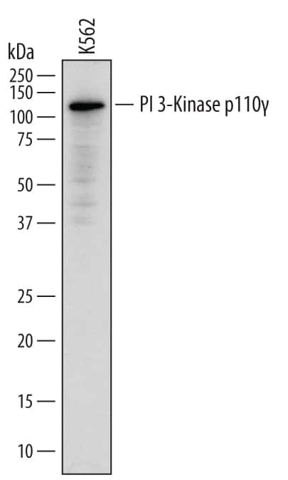 PIK3CG Antibody in Western Blot (WB)