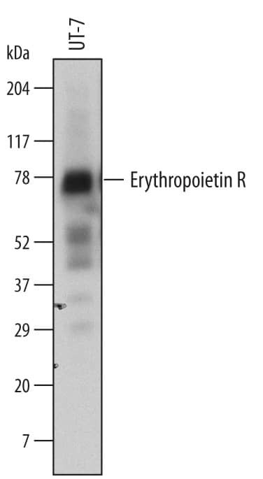 EpoR Antibody in Western Blot (WB)