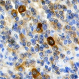 TRAF5 Antibody in Immunohistochemistry (Paraffin) (IHC (P))