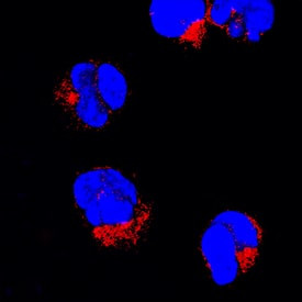Fyn Antibody in Immunocytochemistry (ICC/IF)