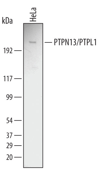 PTPN13 Antibody in Western Blot (WB)
