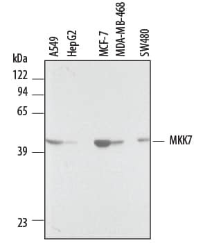 MKK7 Antibody in Western Blot (WB)