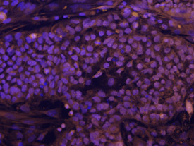 Rex1 Antibody in Immunocytochemistry (ICC/IF)