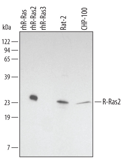 RRAS2 Antibody in Western Blot (WB)