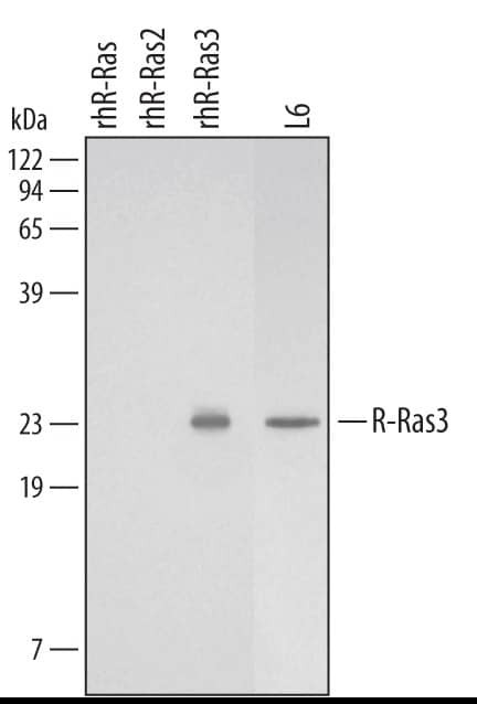 MRAS Antibody in Western Blot (WB)